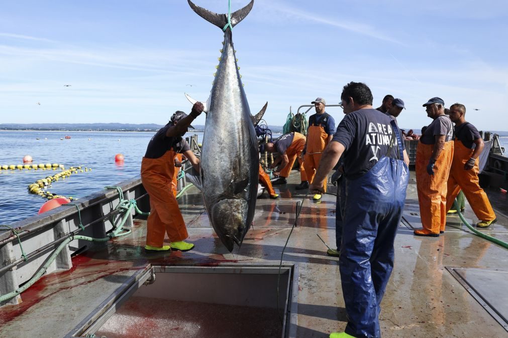 Atum é a conserva de peixe mais produzida, exportada e importada em Portugal