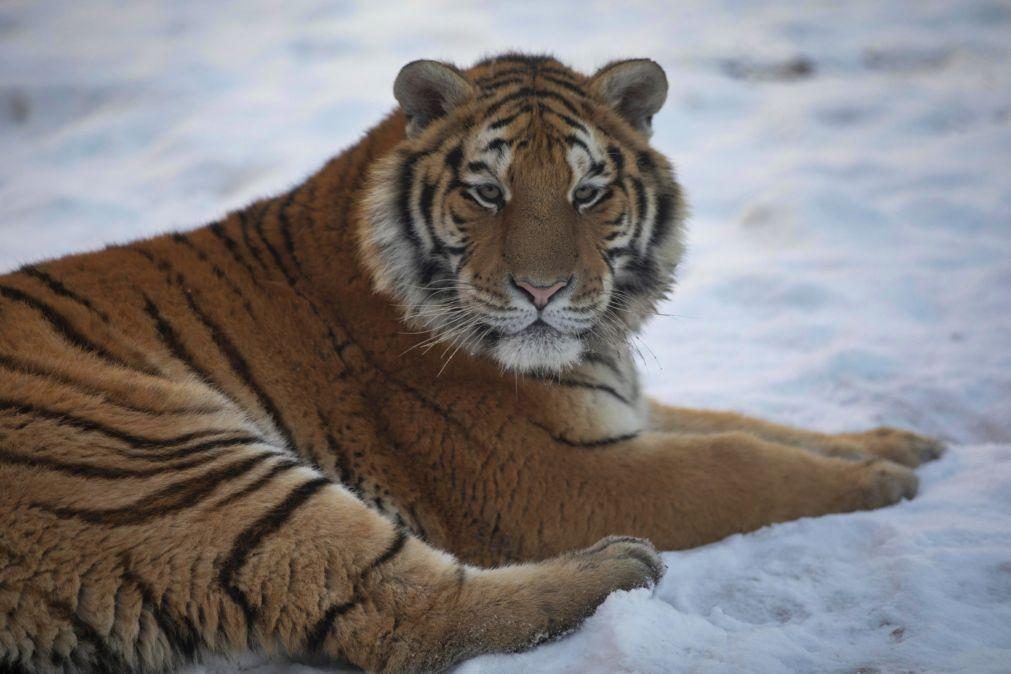 China procura tigre siberiano que atacou agricultor no nordeste do país