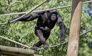 Ferramentas do chimpanzé tornam-se mais sofisticadas através de interações