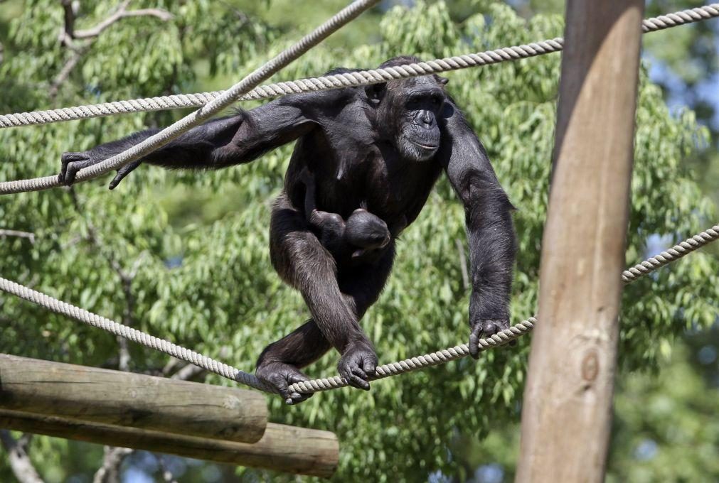 Ferramentas do chimpanzé tornam-se mais sofisticadas através de interações