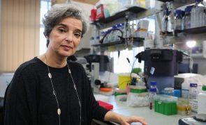 Investigadora defende antecipação de rastreios do cancro colorretal e da mama