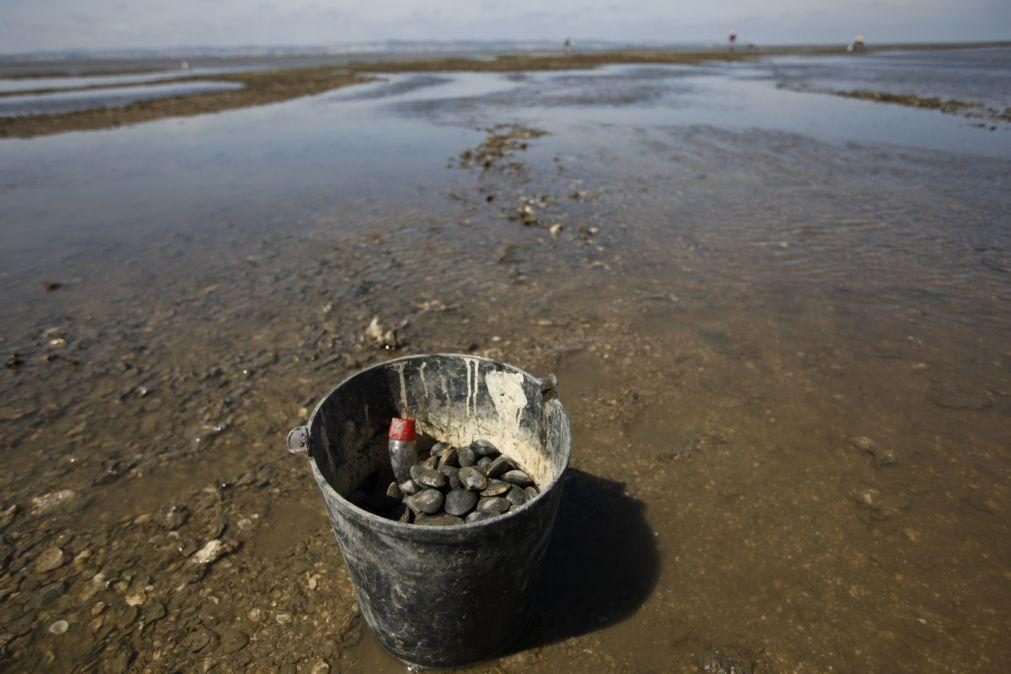 GNR apreende em Alcochete mais de 2.400 quilos de bivalves por falta de rastreabilidade