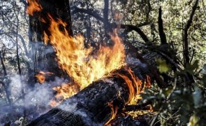 Incêndios: Parlamento aprova criação de comissão para avaliar prevenção e resposta da proteção civil