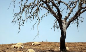 Novembro foi o mais quente dos últimos 94 anos em Portugal