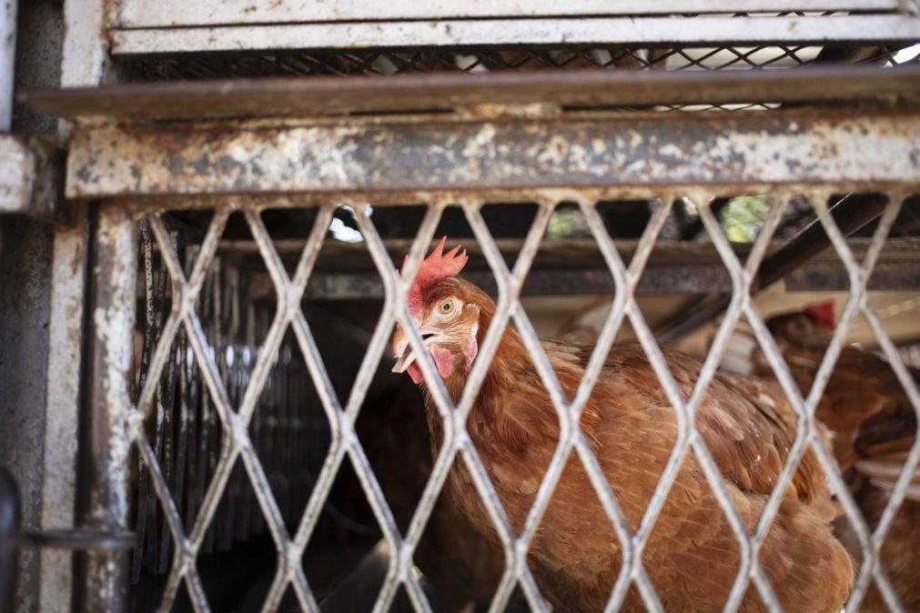 Província moçambicana de Inhambane retoma produção de ovos após gripe das aves