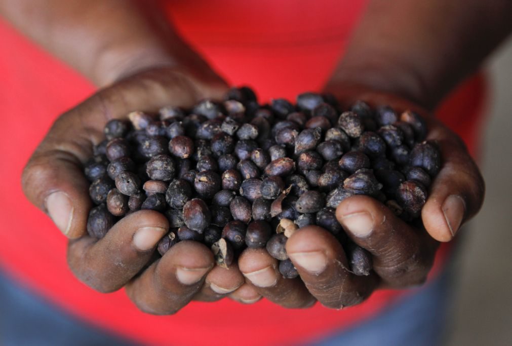 Exportações agropecuárias brasileiras diminuem 1,3% em 2024 para 159,33 mil ME