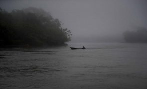 Na Amazónia quanto maior a variedade de árvores maior a variedade de peixes