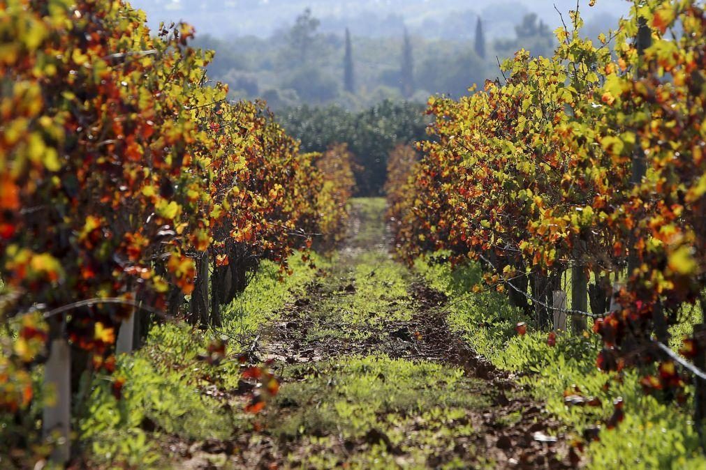 Produção de vinho certificado algarvio aumenta e atinge 2 milhões de litros