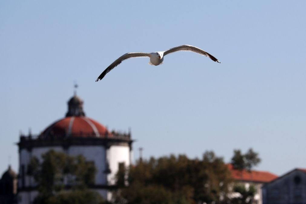 OMS preocupada com possível mutação do vírus da gripe aviária