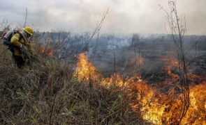 Área de vegetação queimada por incêndios aumentou 79% em 2024