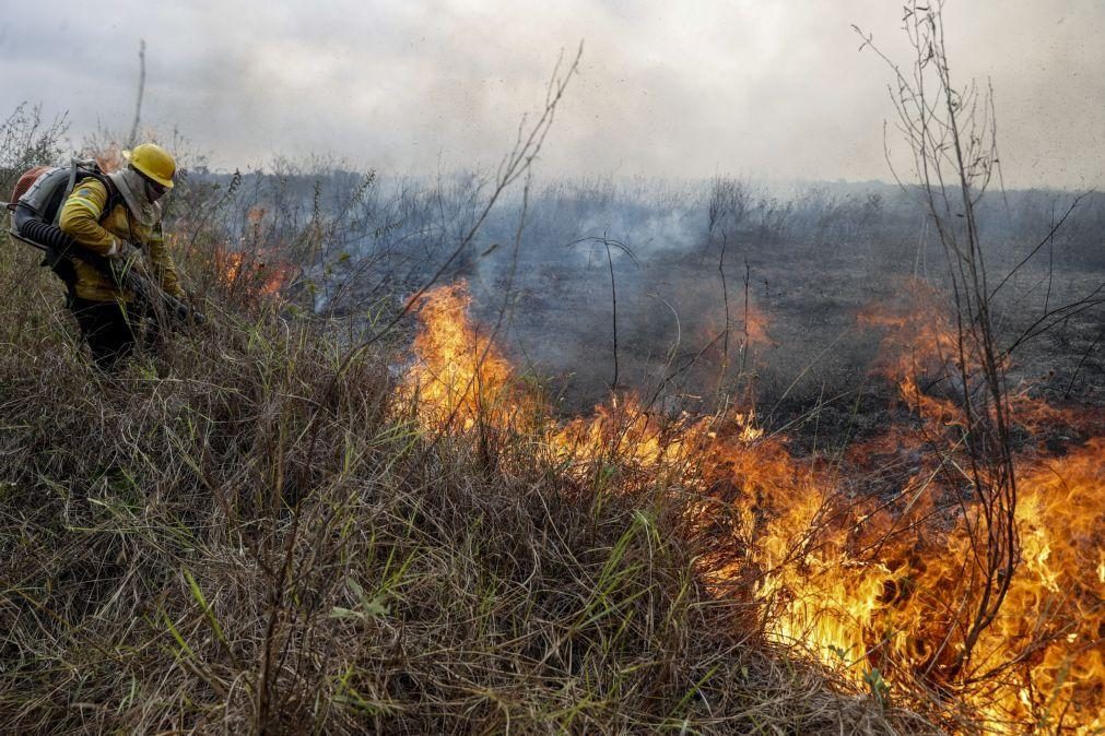 Área de vegetação queimada por incêndios aumentou 79% em 2024