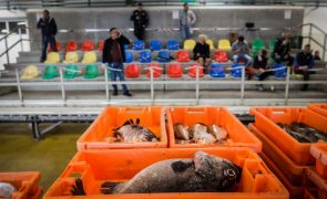 Preço médio do pescado nas lotas cresce 5,4% em 2024