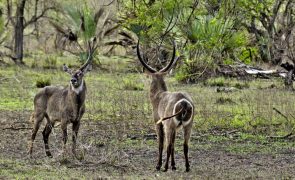 Gorongosa documenta mais de 110 mil animais de 