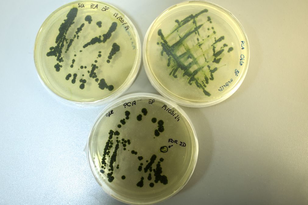 Cientistas de Coimbra criam produtos à base de algas contra vírus da covid-19