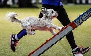 Milhares de concorrentes de 48 países esperados em Abrantes nos mundiais de Agility