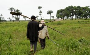 BAD anuncia quase 180 ME para apoiar projetos agrícolas no leste de Angola