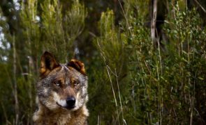 Reduzir proteção do lobo é errado, defende coligação de ONG de ambiente