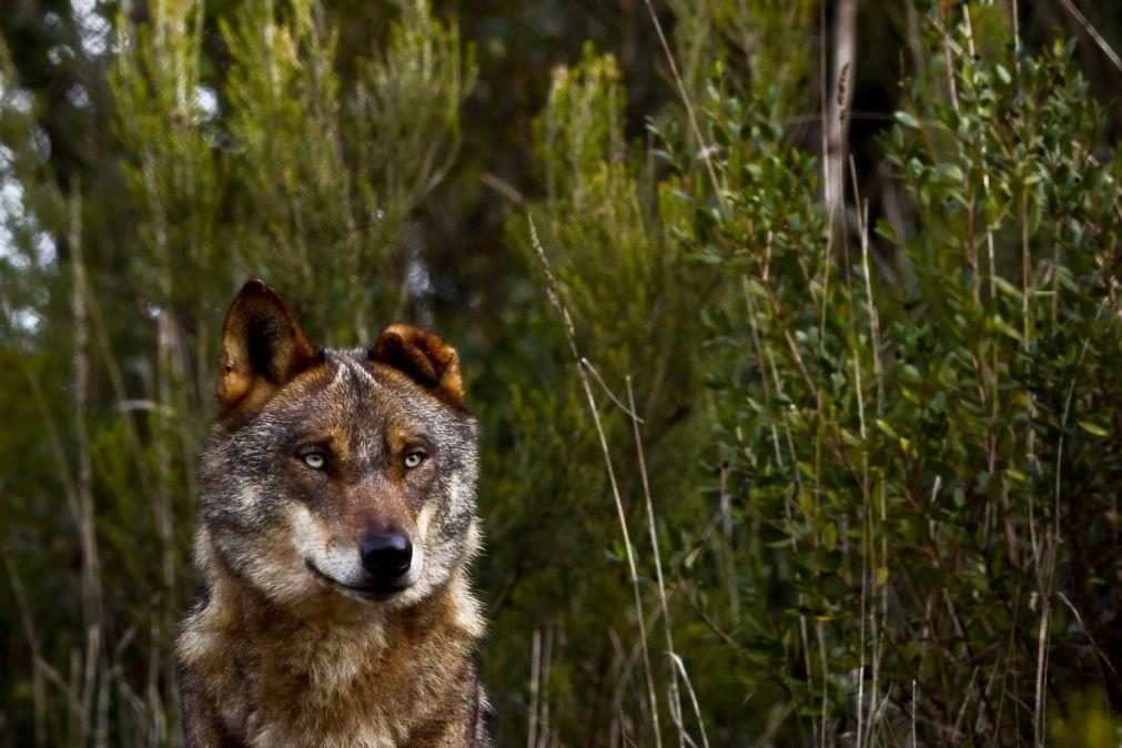 Reduzir proteção do lobo é errado, defende coligação de ONG de ambiente