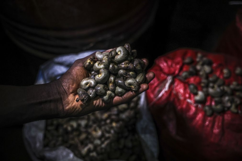 Governo guineense aumenta preço base de venda por quilograma da castanha de caju