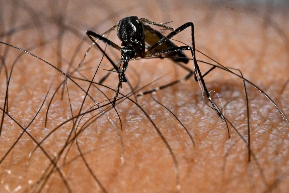 Cabo Verde prepara declaração de fim da epidemia de dengue