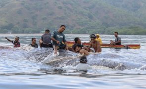 Cachalote morre encalhado nos corais na praia timorense de Ulmera