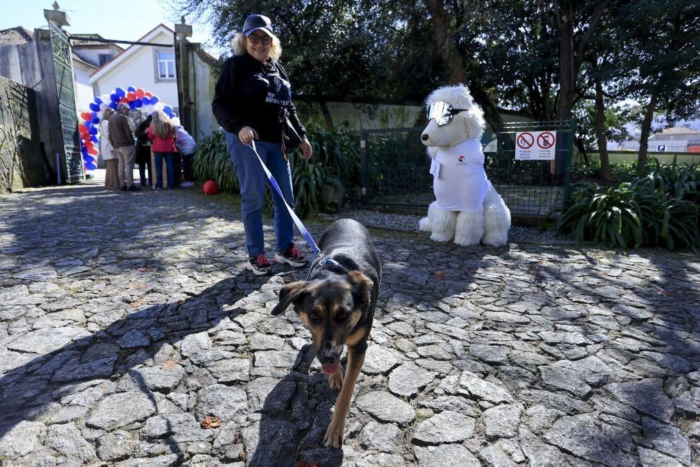 Associação de resgaste animal de Matosinhos cria evento para tentar pagar dívida