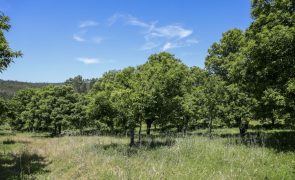 Segurança de aldeias em territórios florestais reforçada com  2,1 ME