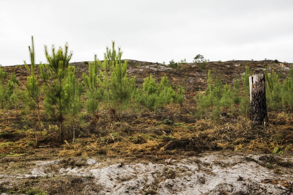 Leiria plantou cerca de 45 mil árvores em dois talhões da Mata do Urso