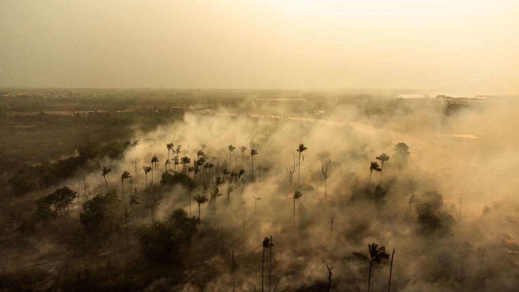 FAO alerta que um terço das espécies de árvores está sob ameaça