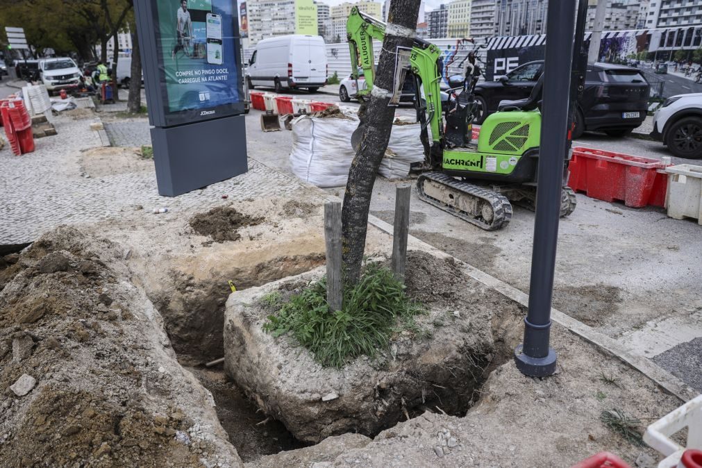 Câmara de Lisboa começou a plantar jacarandás na Av. 5 de Outubro mas contestação mantém-se