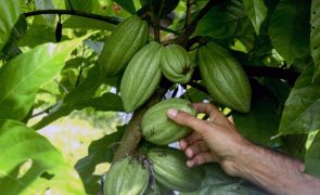 Brasil vai capacitar jovens angolanos na indústria do cacau para impulsionar produção local