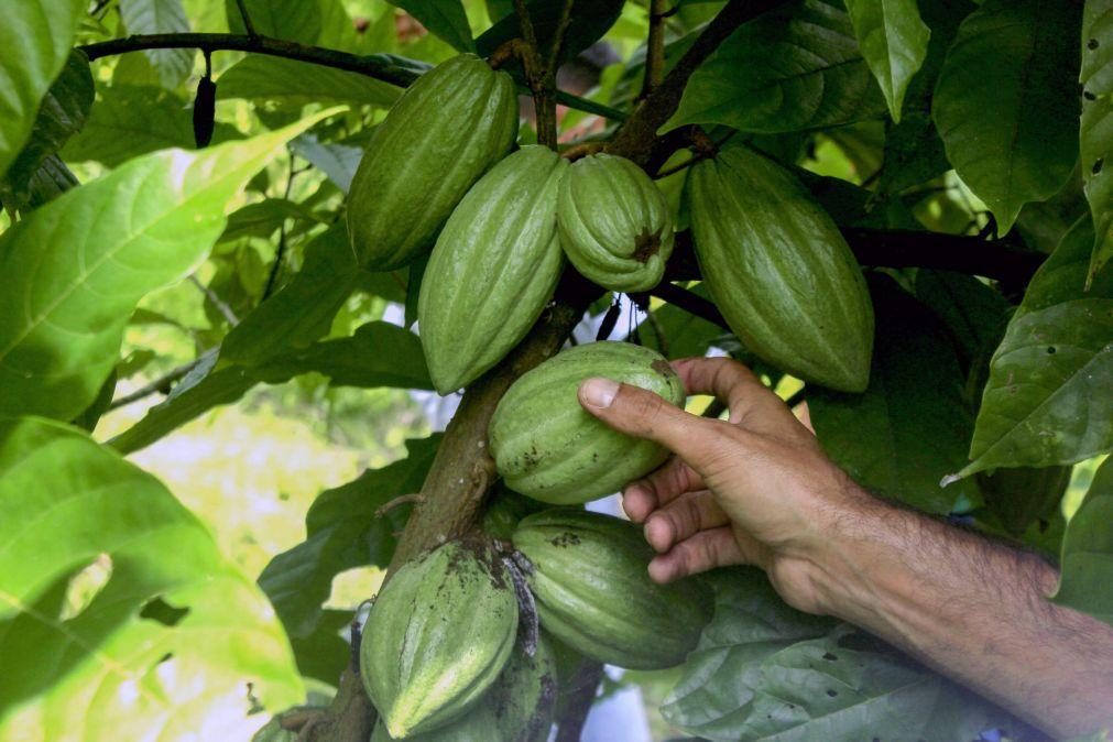 Brasil vai capacitar jovens angolanos na indústria do cacau para impulsionar produção local