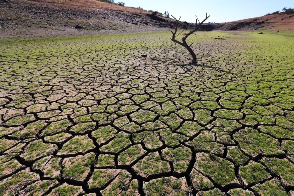 Agricultores dizem que ajuda do Governo para a seca «ainda não chegou»