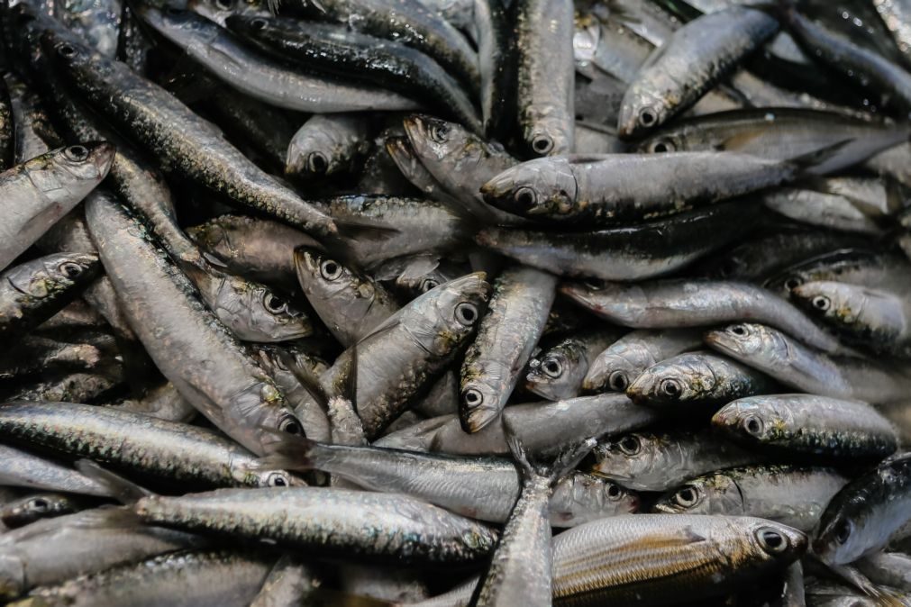 Pesca da sardinha reabre na próxima segunda-feira