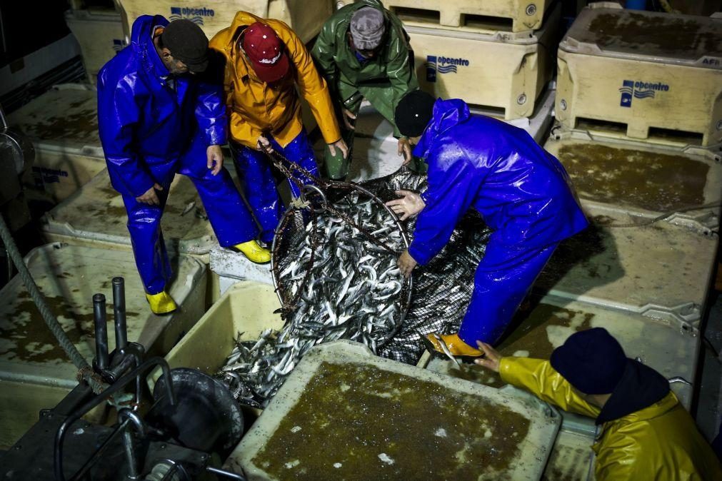 Pesca da sardinha reabre hoje e Portugal com um limite de 34.406 toneladas