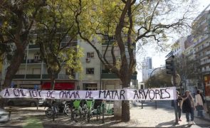 Câmara de Lisboa aprova proposta para proteção dos jacarandás da Av. 5 de Outubro