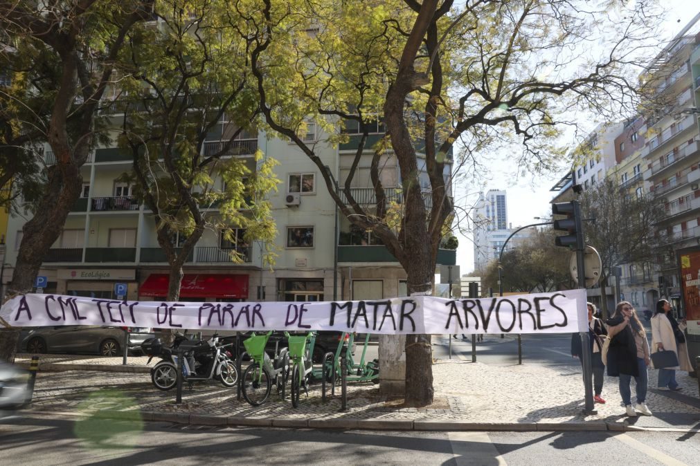 Câmara de Lisboa aprova proposta para proteção dos jacarandás da Av. 5 de Outubro