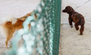 Vários arguidos em operação da GNR por exportação de cães para o estrangeiro