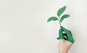 WWF Portugal aponta restauro da natureza como um investimento com retorno garantido