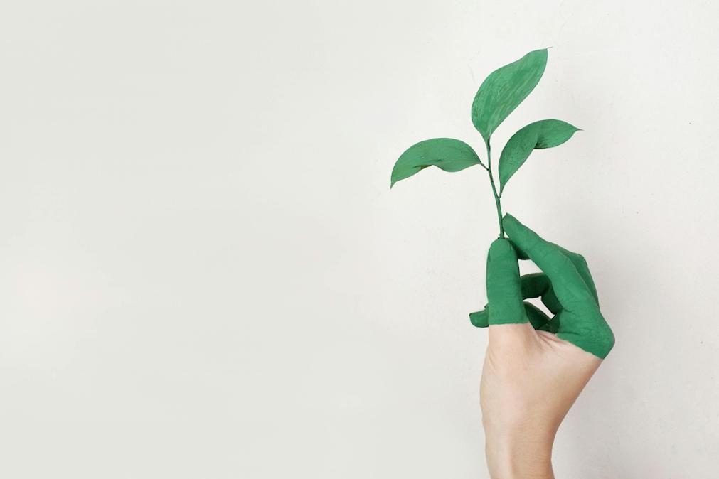 WWF Portugal aponta restauro da natureza como um investimento com retorno garantido