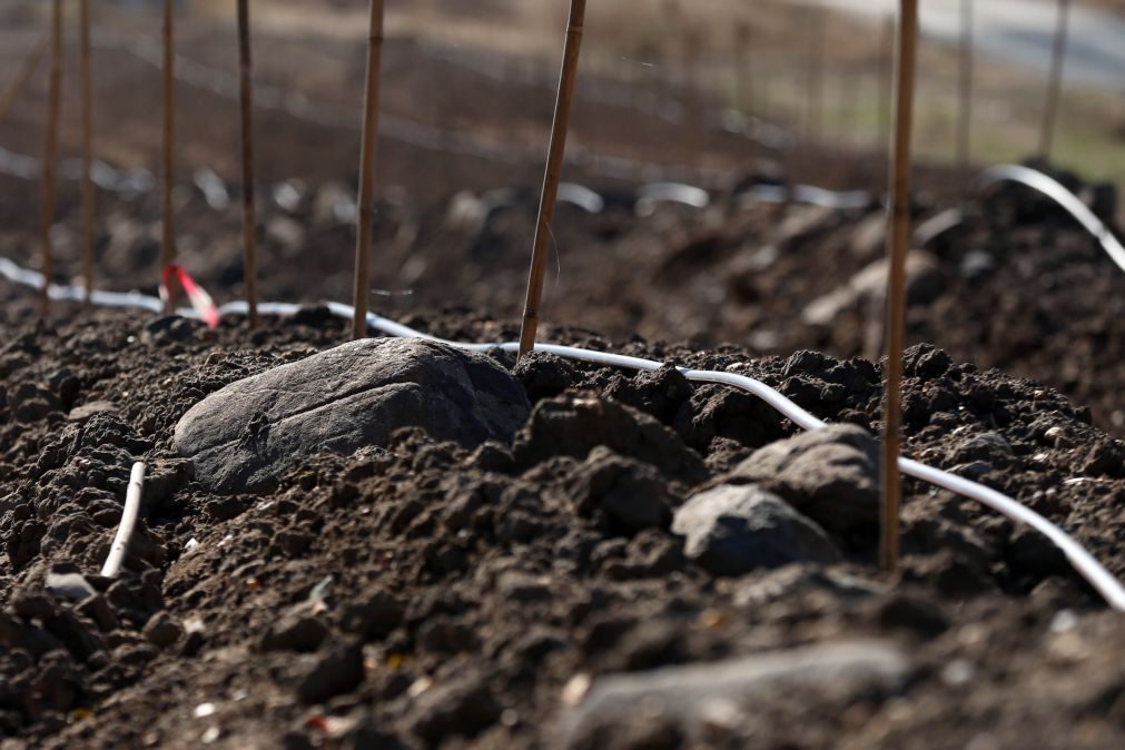 Direção Regional de Cultura do Alentejo quer prevenir destruição de sítios arqueológicos