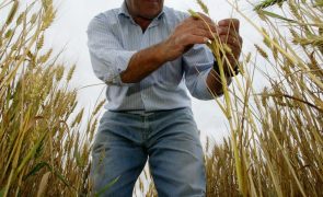 Brasil prevê colheita recorde de cereais em 2025