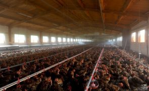 Brasil suspende vendas de frango para Argentina, China e UE devido a caso de gripe aviária