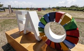 Cultivo da erva-mate no Brasil eleito património agrícola mundial