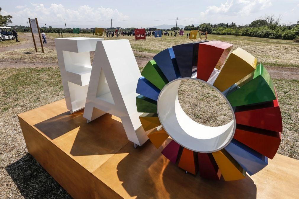 Cultivo da erva-mate no Brasil eleito património agrícola mundial
