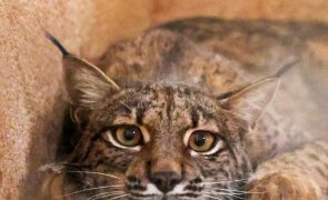 População de lince ibérico aumentou 19% num ano e supera os 2.400 animais
