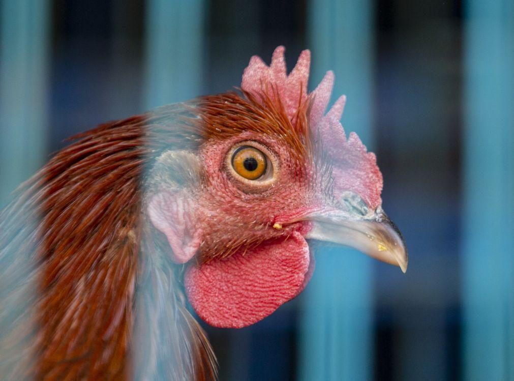 Surtos de gripe aviária em mamíferos mais do que duplicaram em 2024