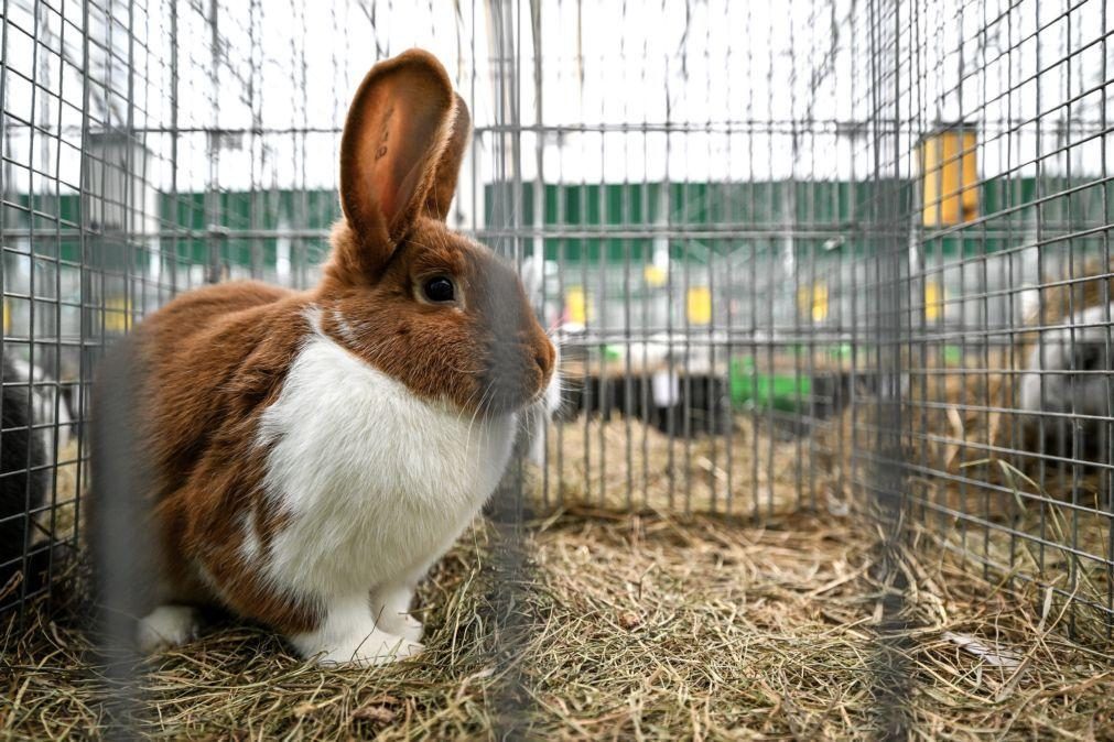Portugueses usam coelhos para desenvolver substituto de pele humana