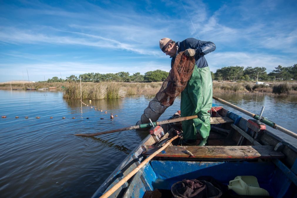 Pequena comunidade piscatória assegura pesca da enguia na Lagoa de Santo André