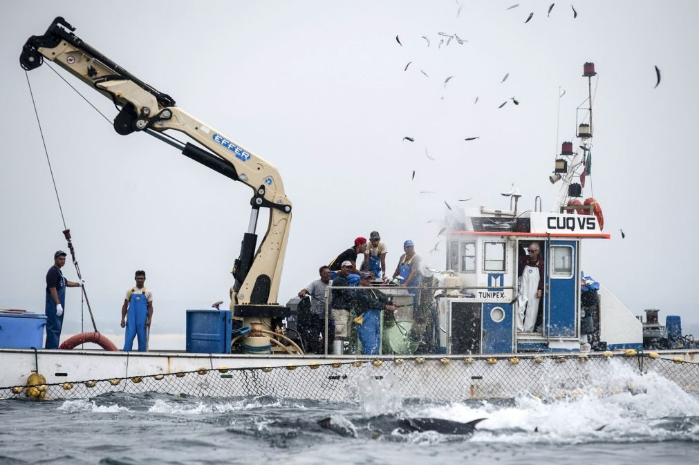 Governo autoriza mais pesca de espécies acessórias com artes do cerco